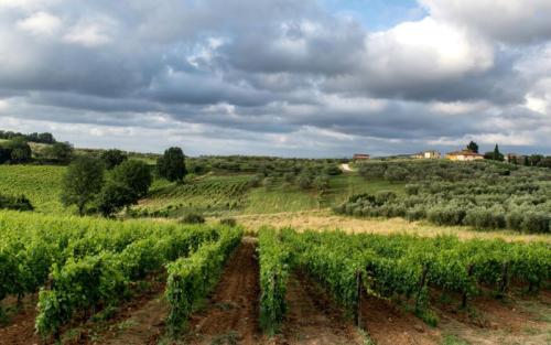 Vigneti